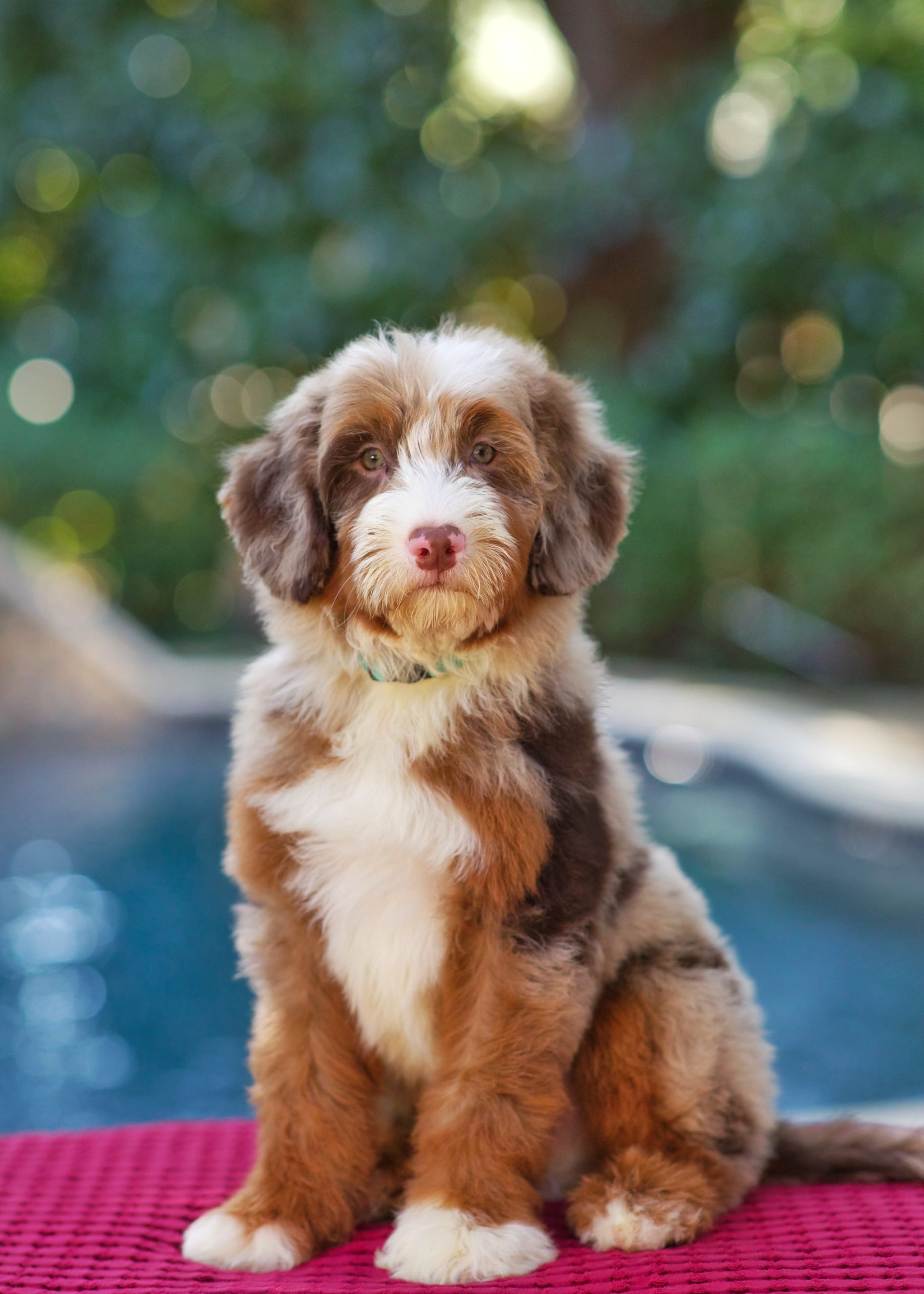 $8,500 Teal Male