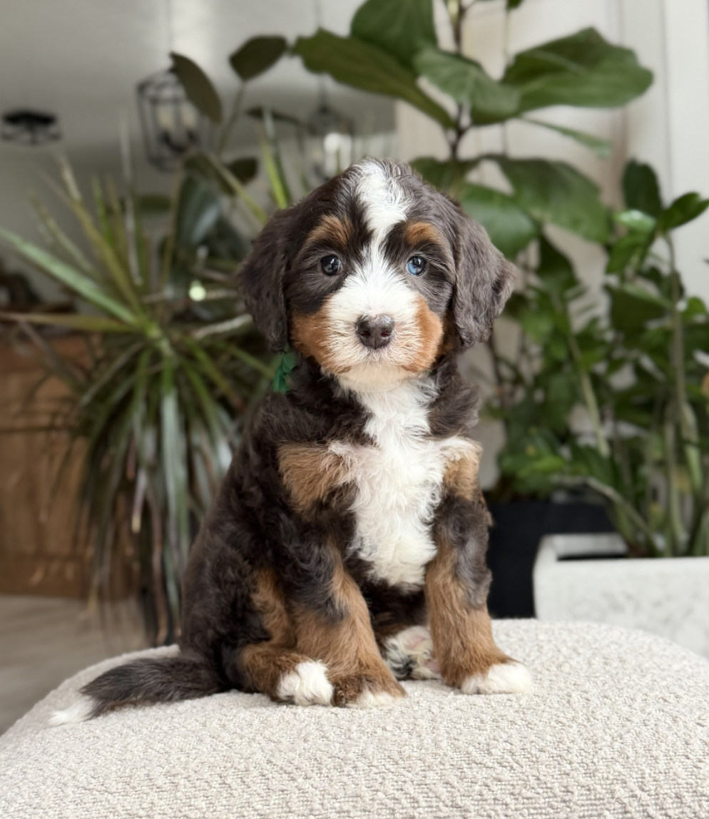 $7,500 Green Male