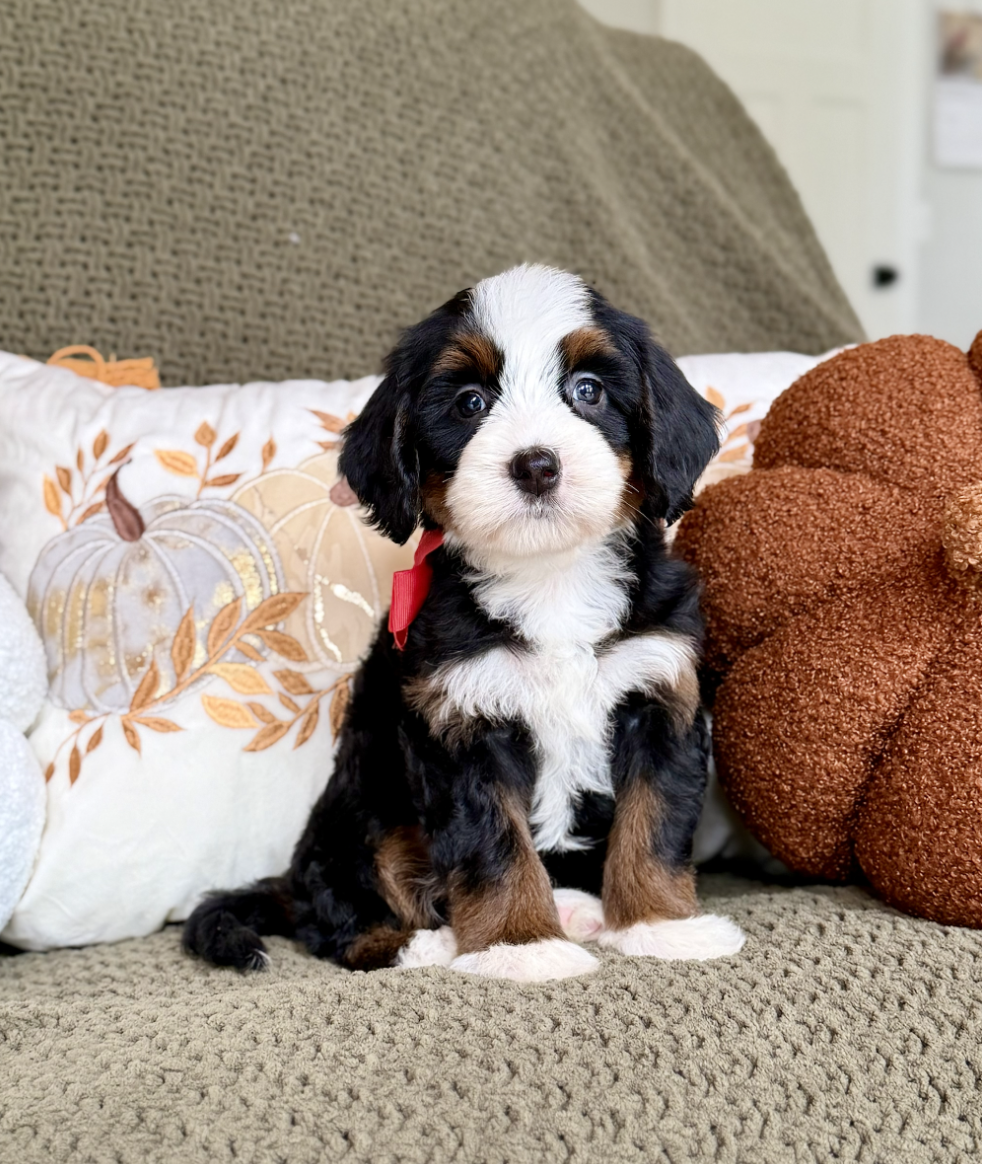 $7,500 Red Female