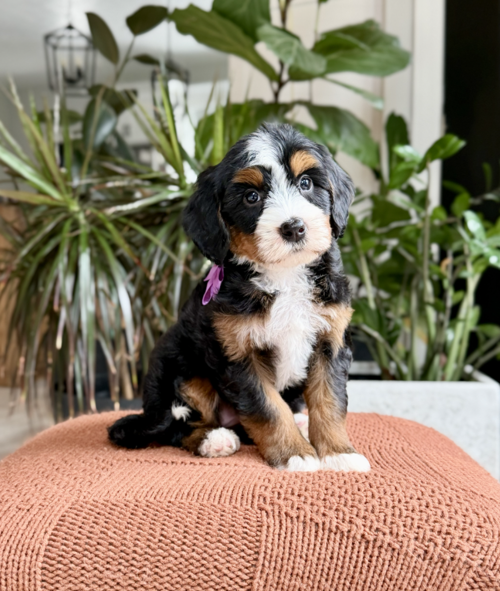 $6,500 Purple Female