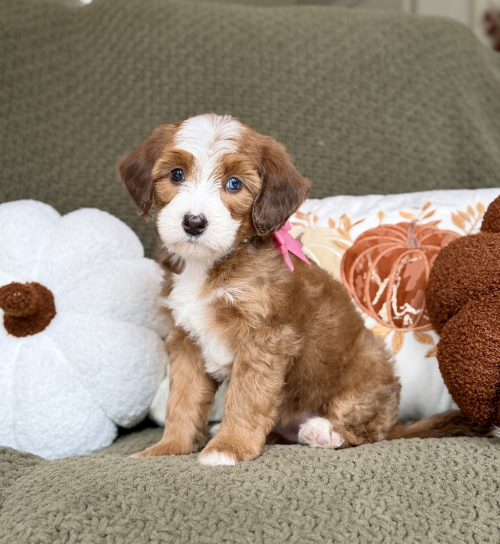 $4,950 Pink Female