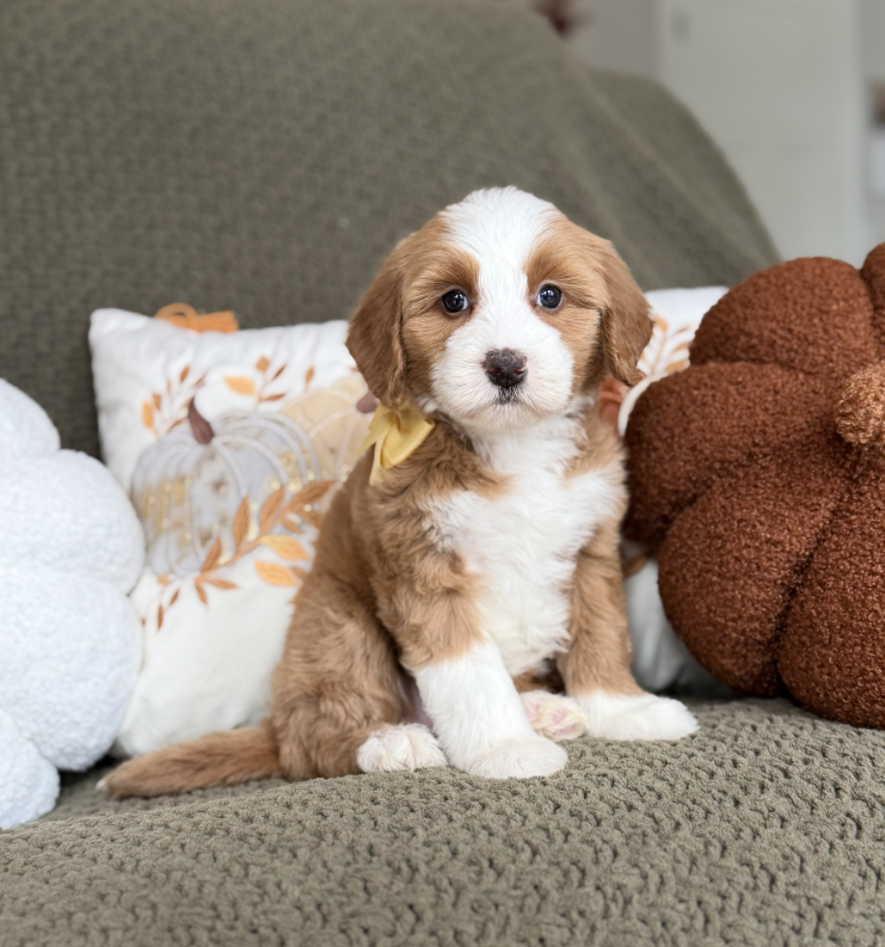 $4,500 Yellow Female
