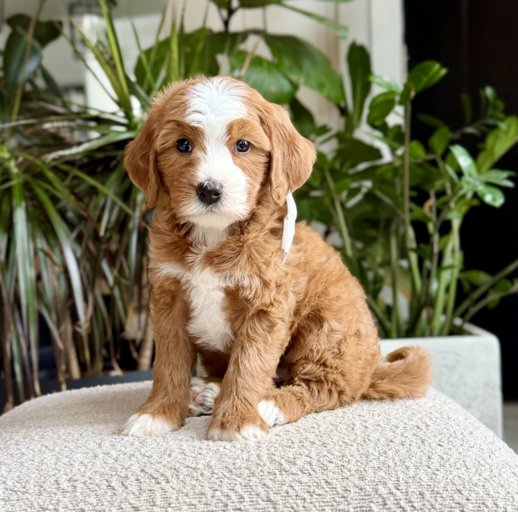 $3,500 White Female