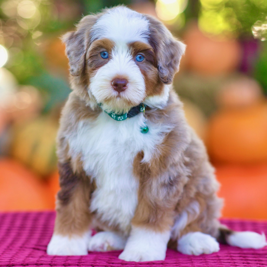 $35,000 Forest Male