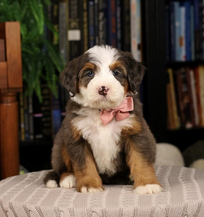 $6,500 Rose Female