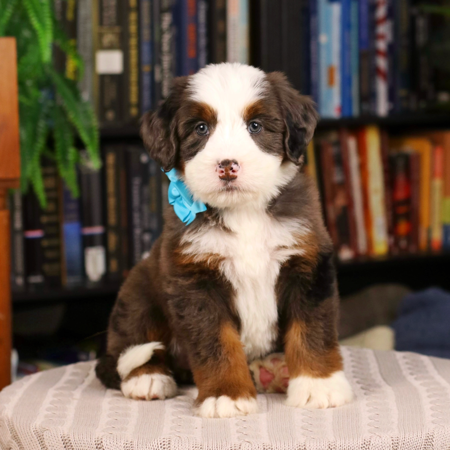 $8,500 Teal Female