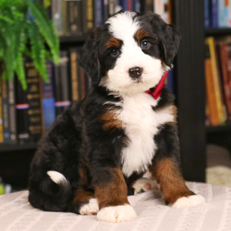 $7,500 Maroon Female