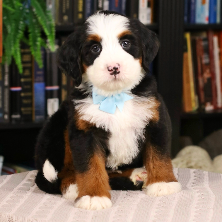 $7,500 Sky Female