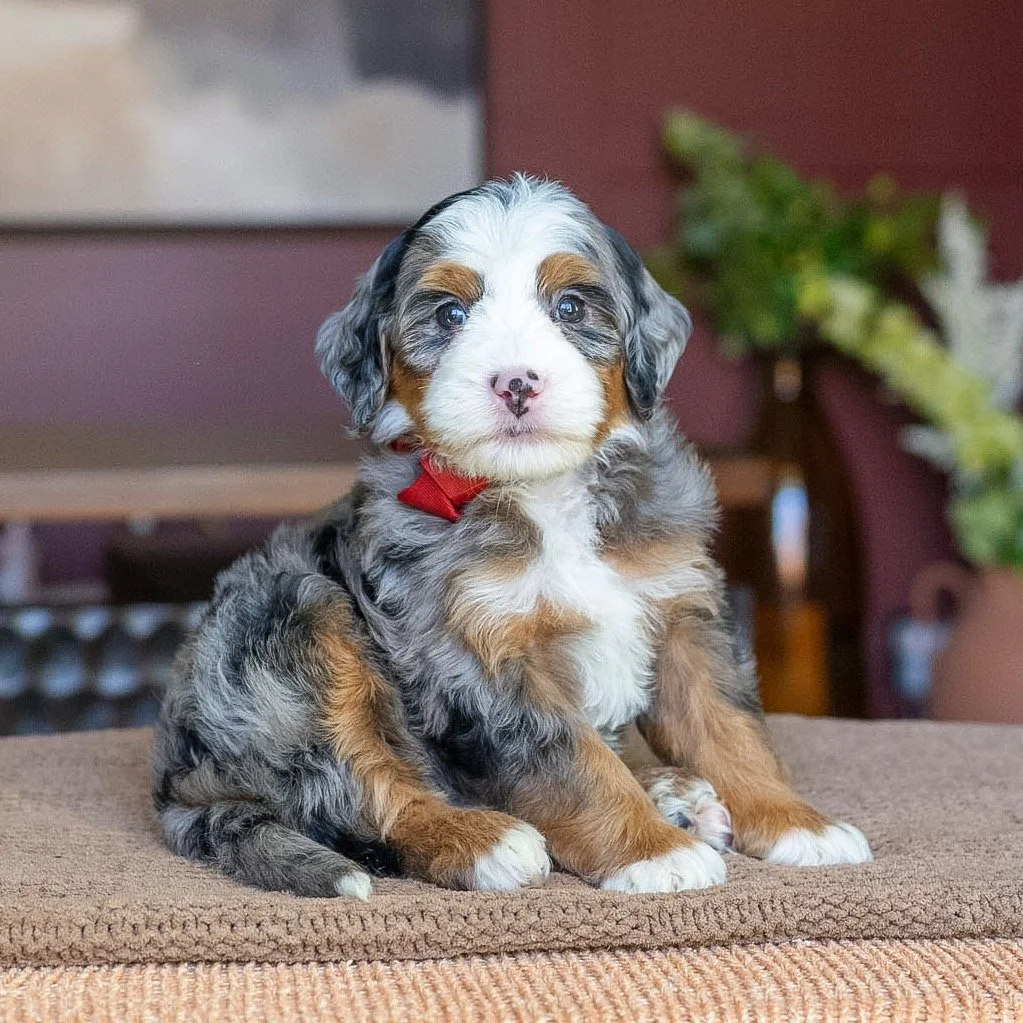 $9,500 Red Male
