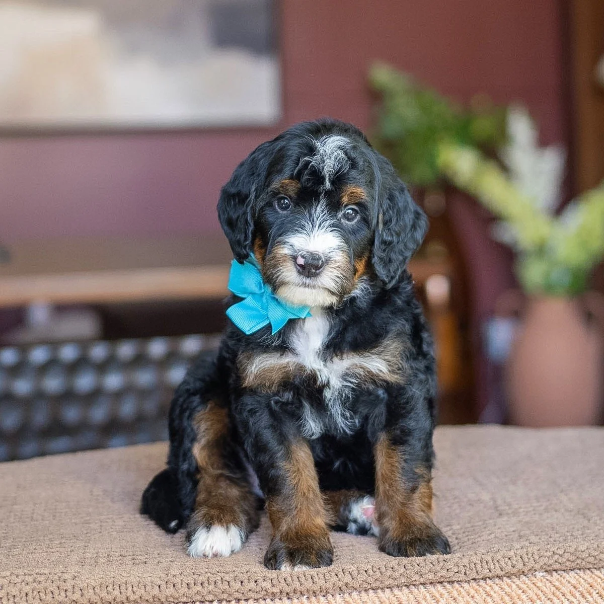 $3,250 Blue Male