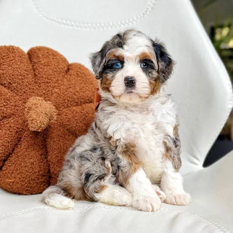 $6,950 Brown Female