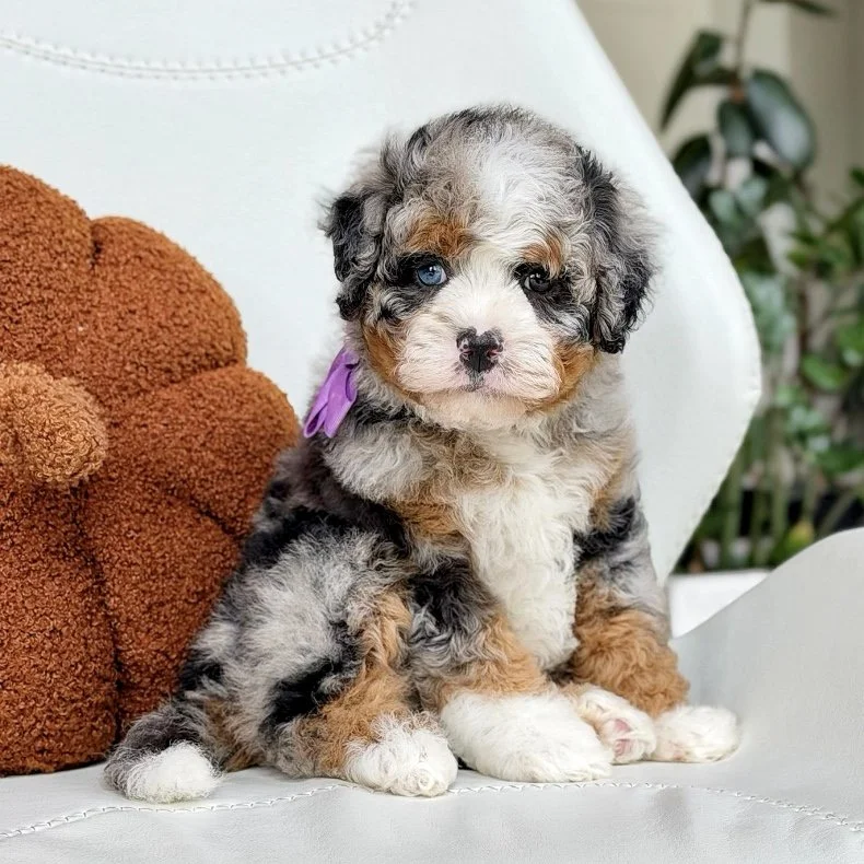 $6,500 Purple Female