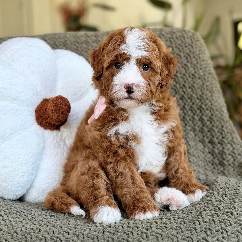 $4,950 Pink Male