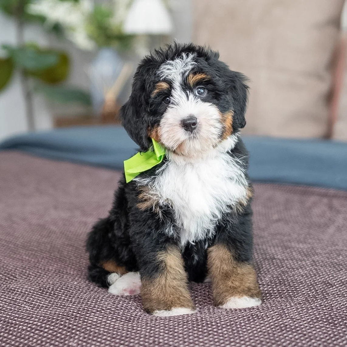 $5,750 Green Male