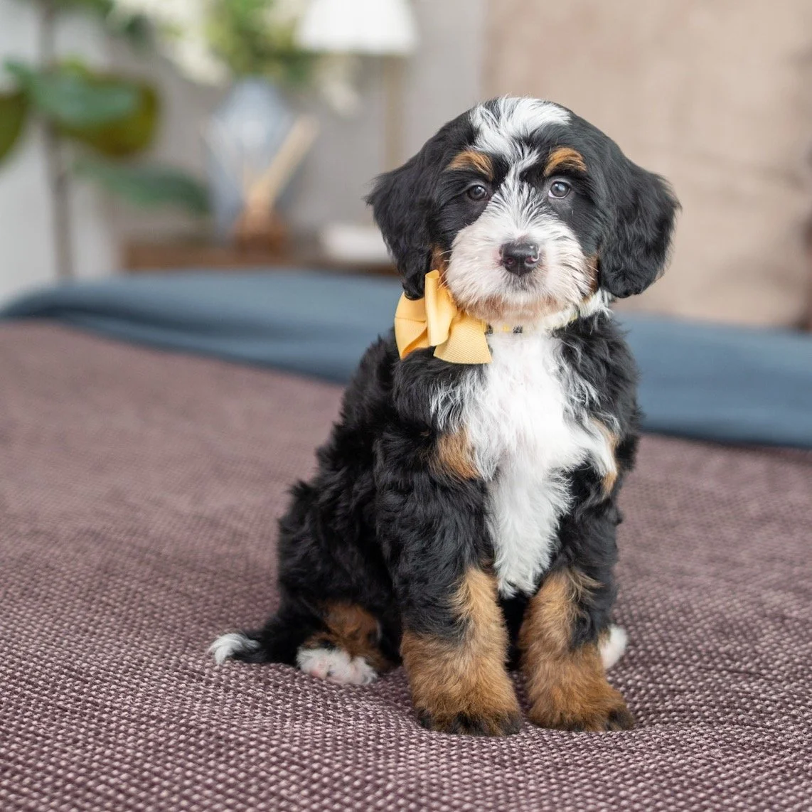 $4,500 Yellow Female