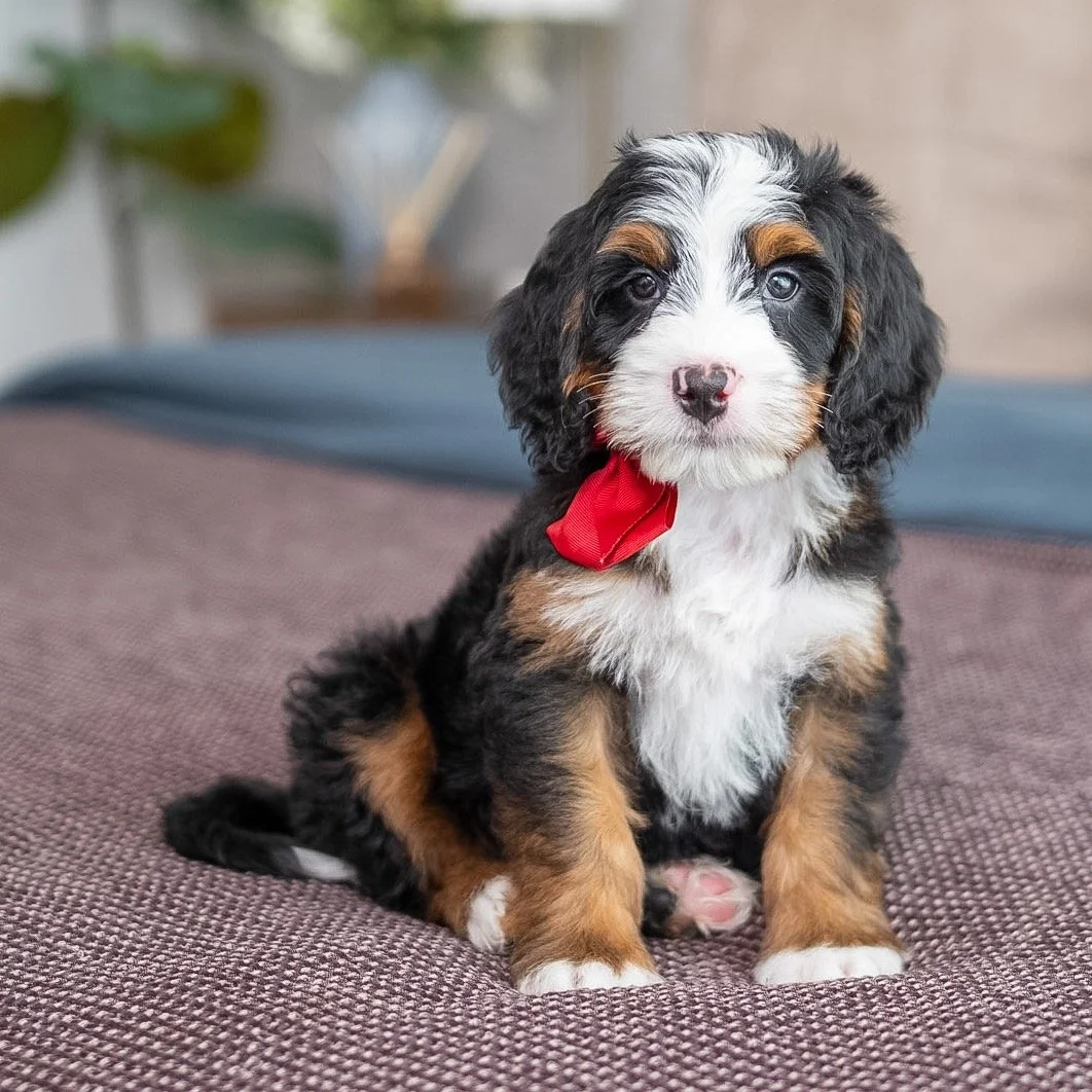 $6,750 Red Male