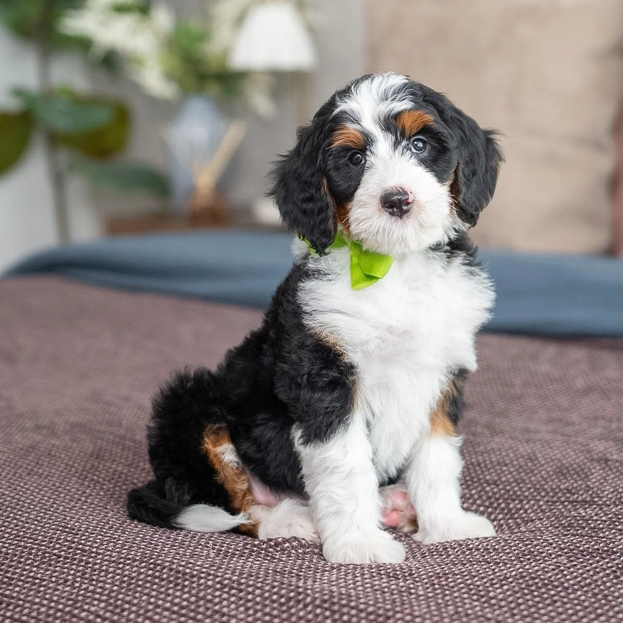 $3,750 Green Male