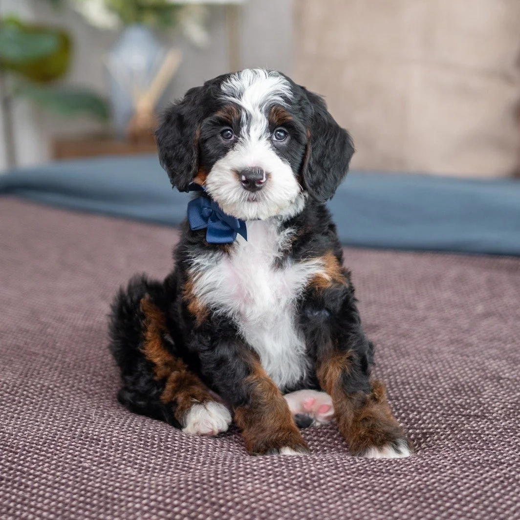 $5,500 Blue Male