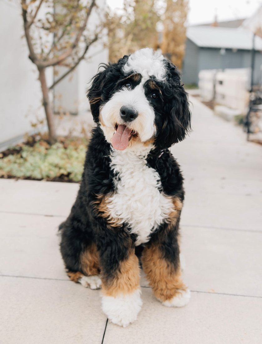 Bernese Mountain Dog Poodle Mix Bernedoodle Hot Bernese Mountain
