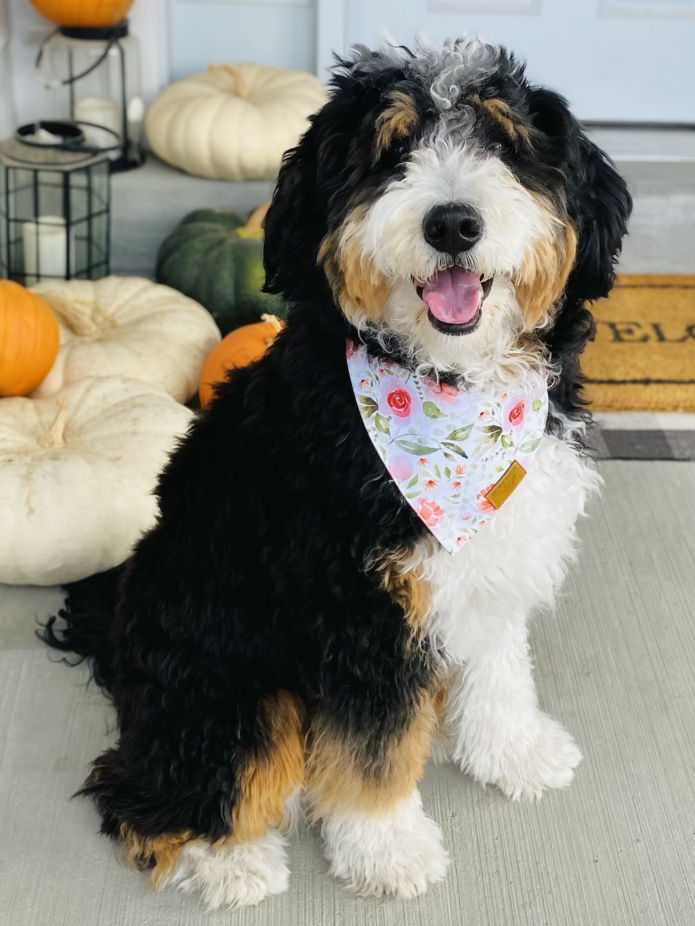 Our Bernedoodle Moms — Rocky Road Doodles