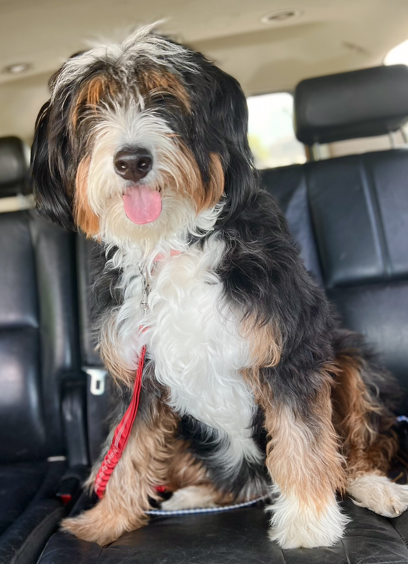 Our Bernedoodle Moms — Rocky Road Doodles