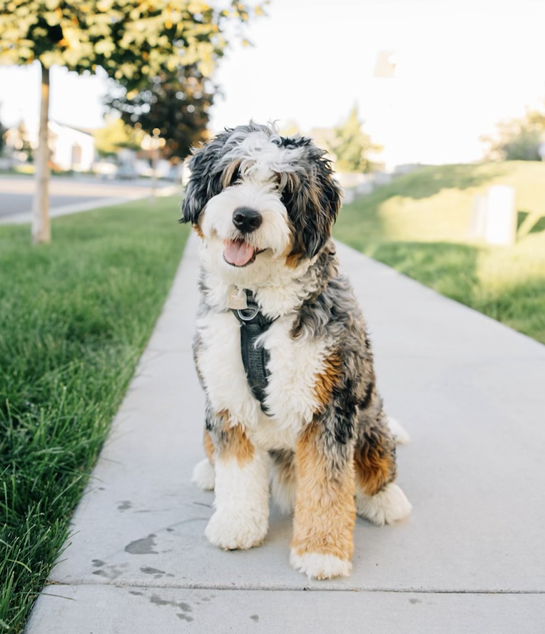 Full Grown F1b Mini Bernedoodle For Sale Discount Bernedoodle Mini