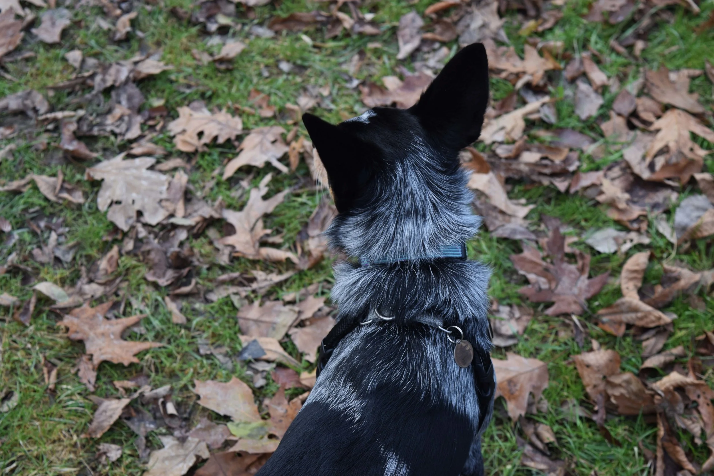 wifi the dog