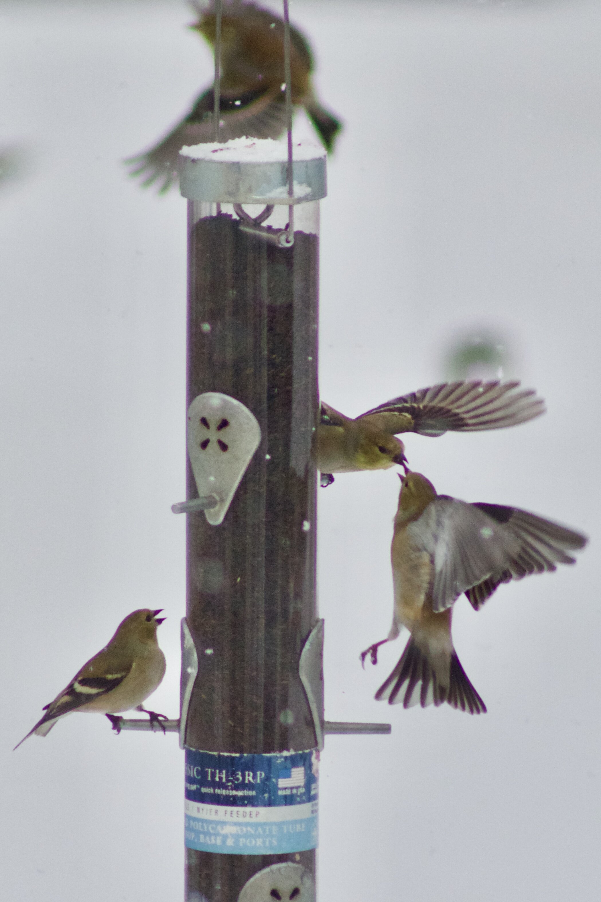 A discussion amongst goldfinches