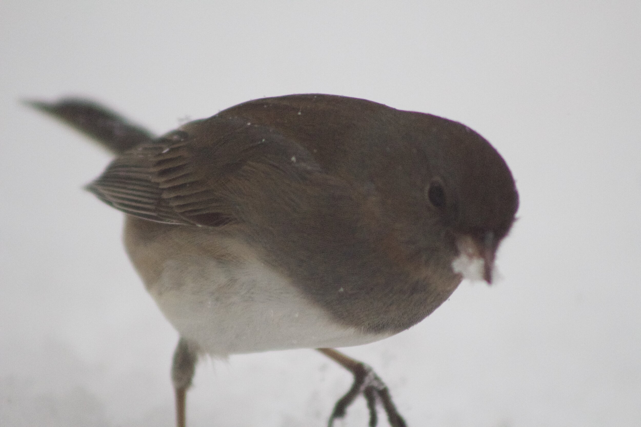 slate colored dark eyed junco