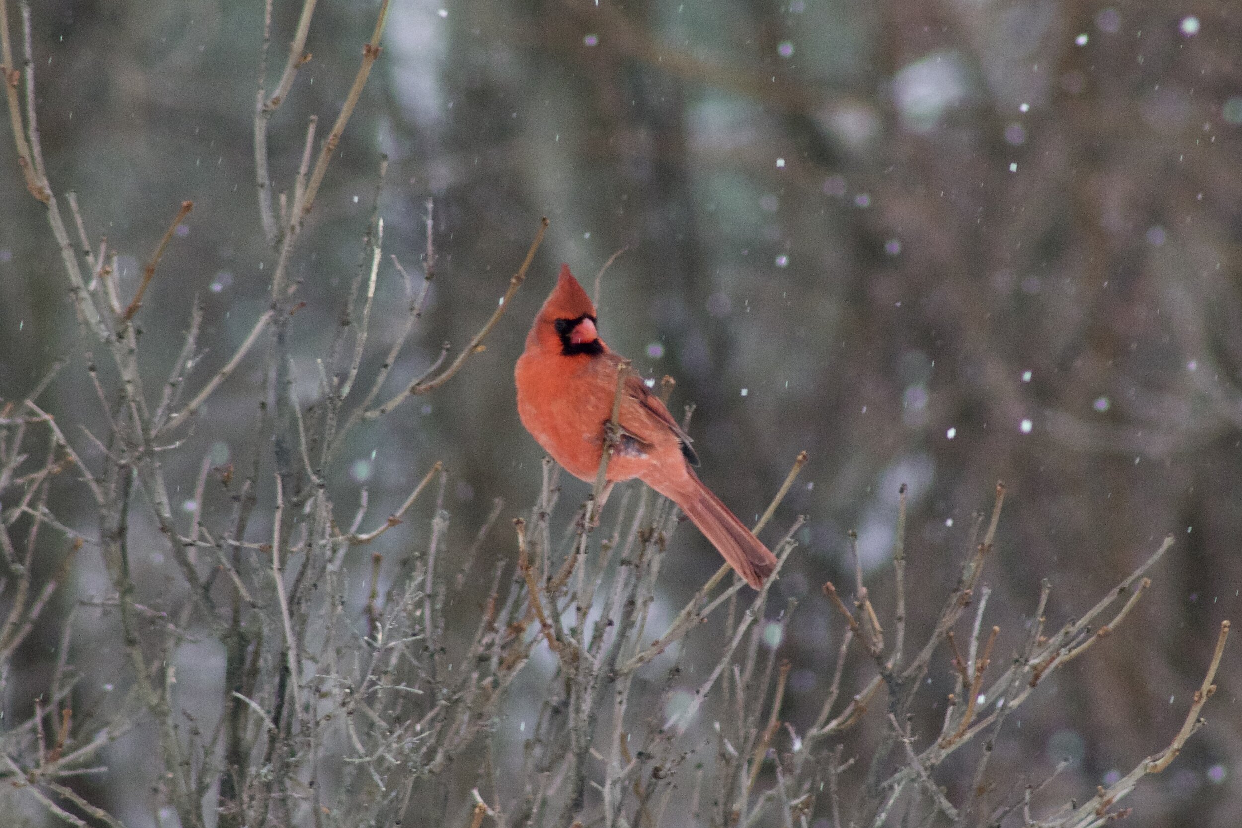male cardinal