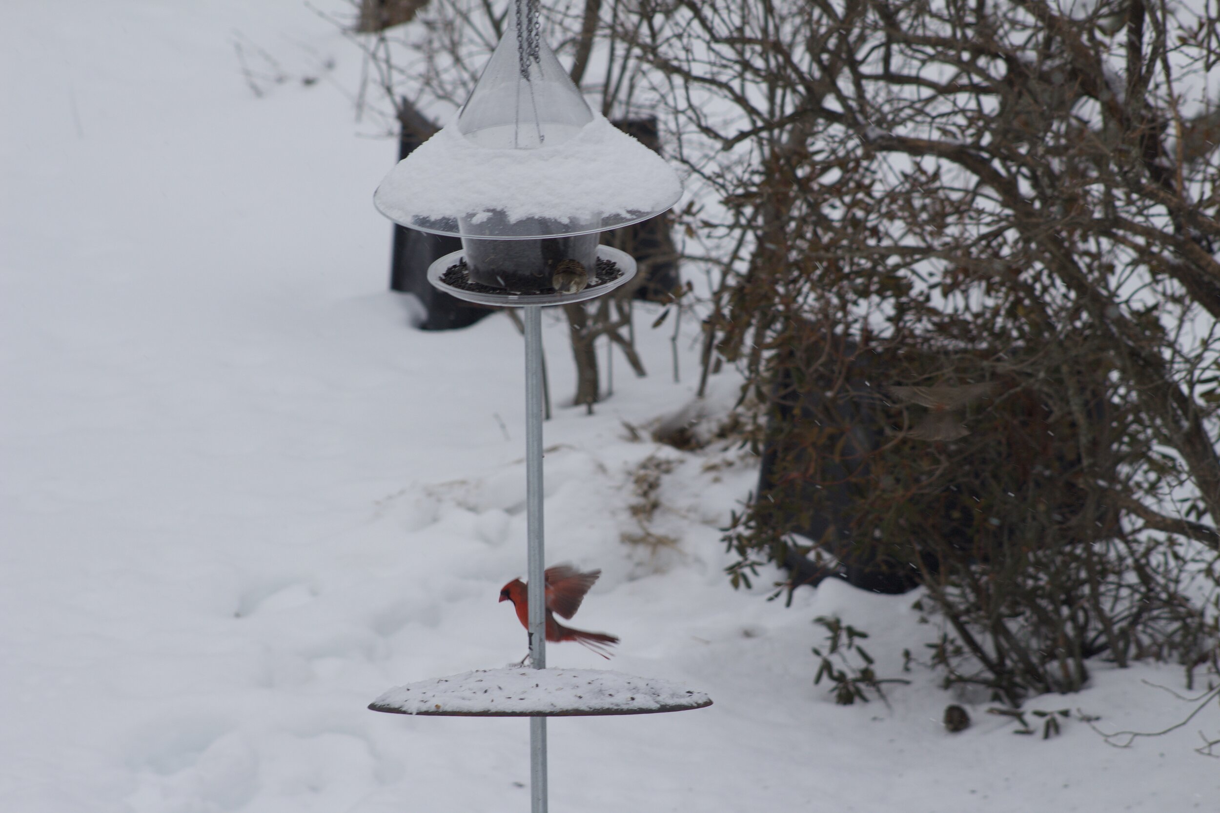 male cardinal landing