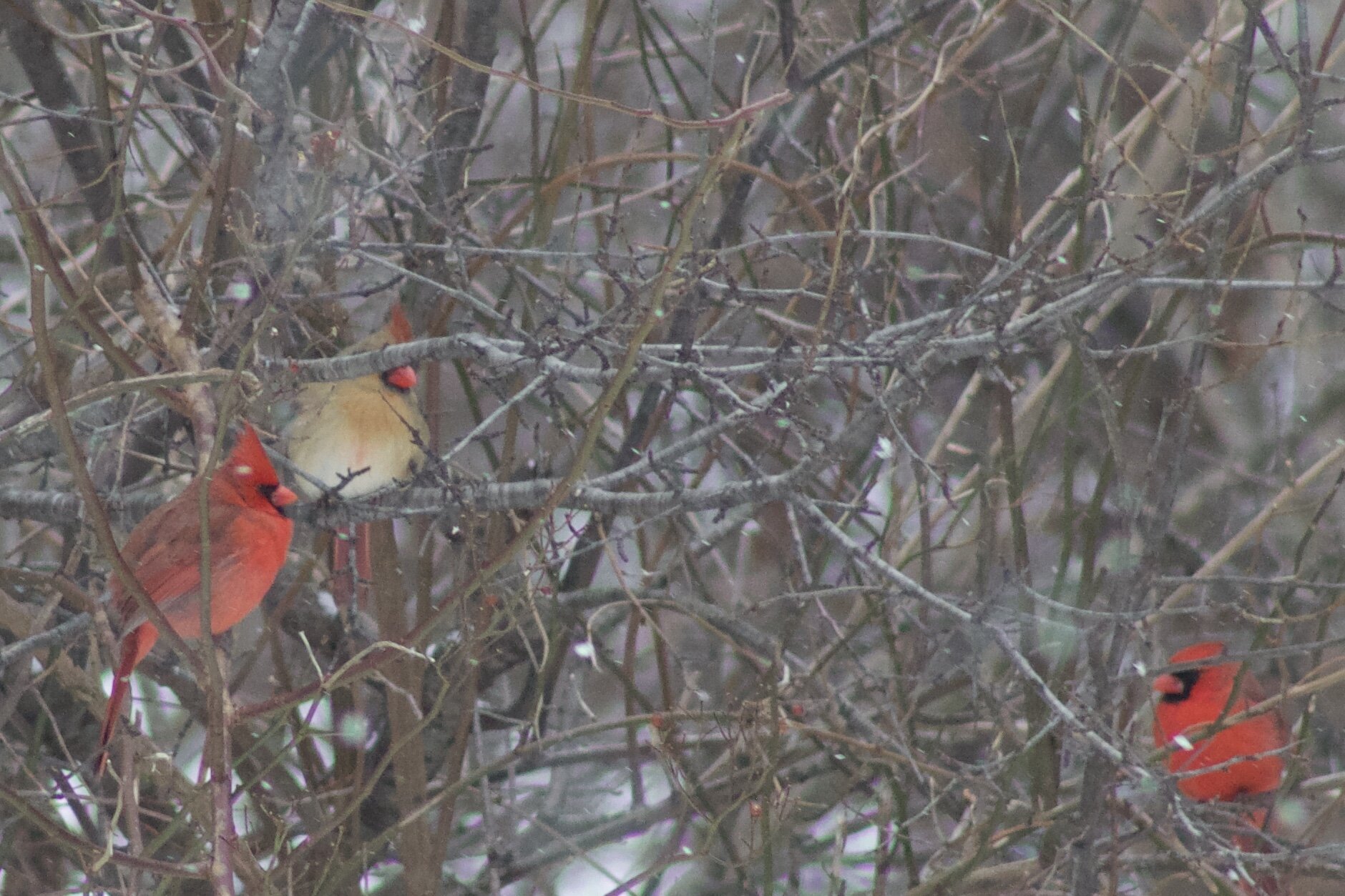 a group of cardinals