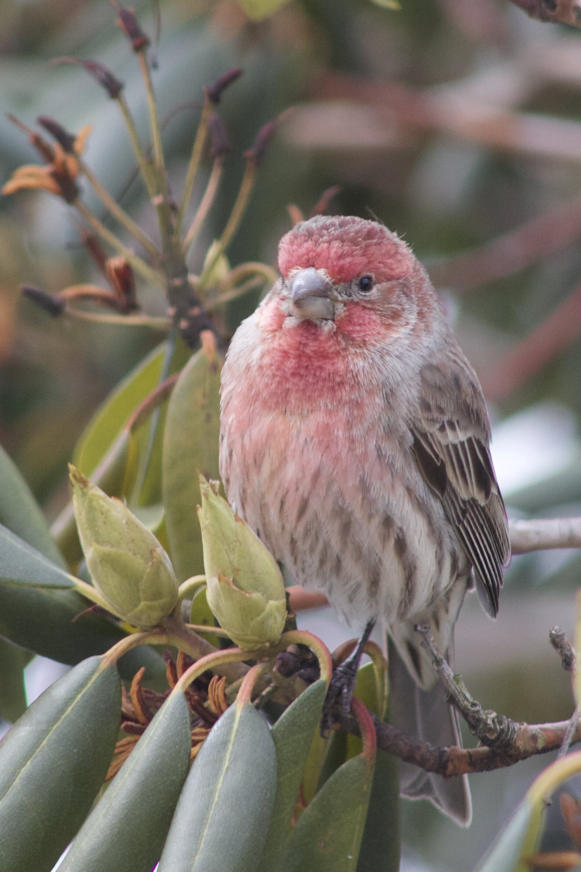 male house finch