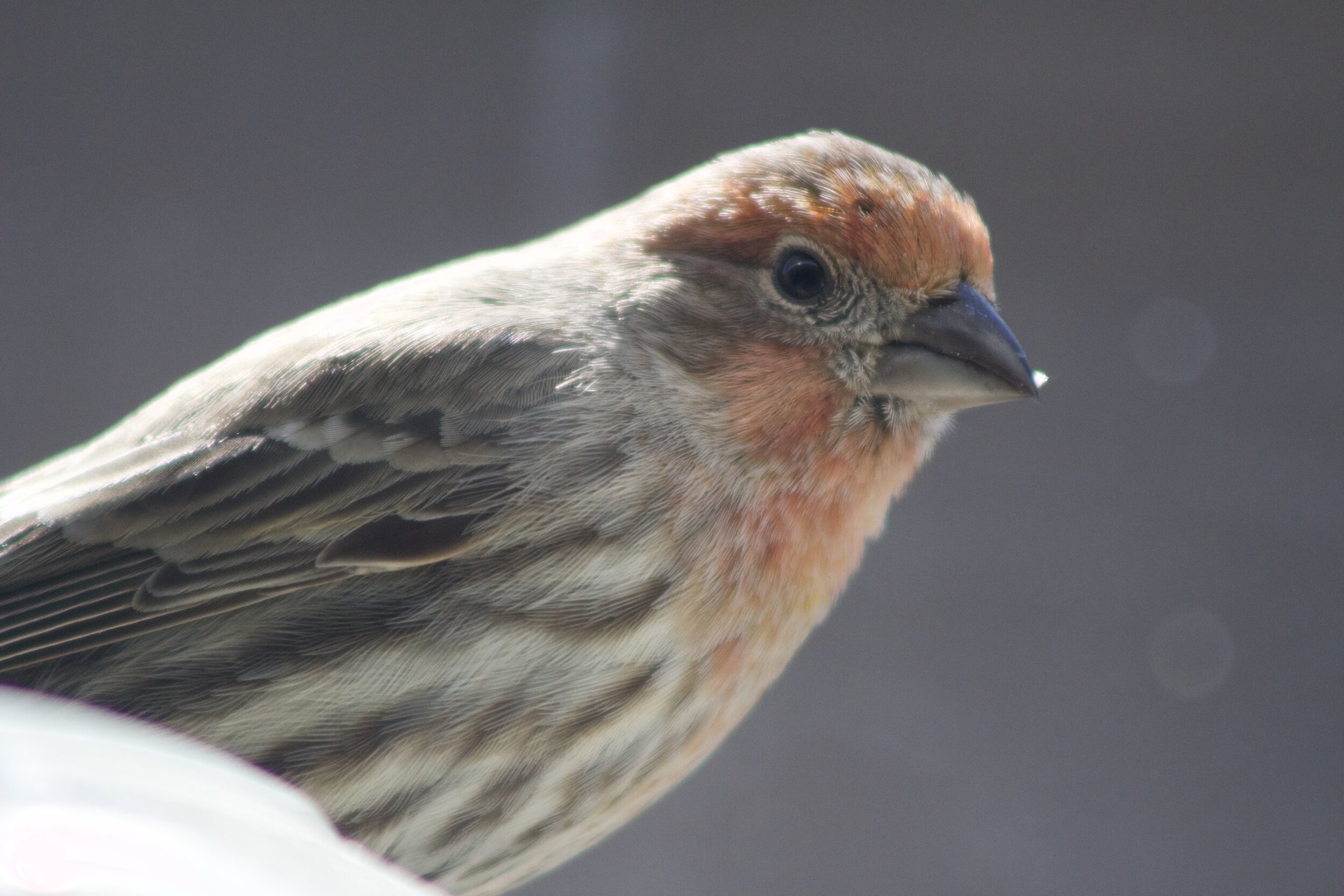 male house finch
