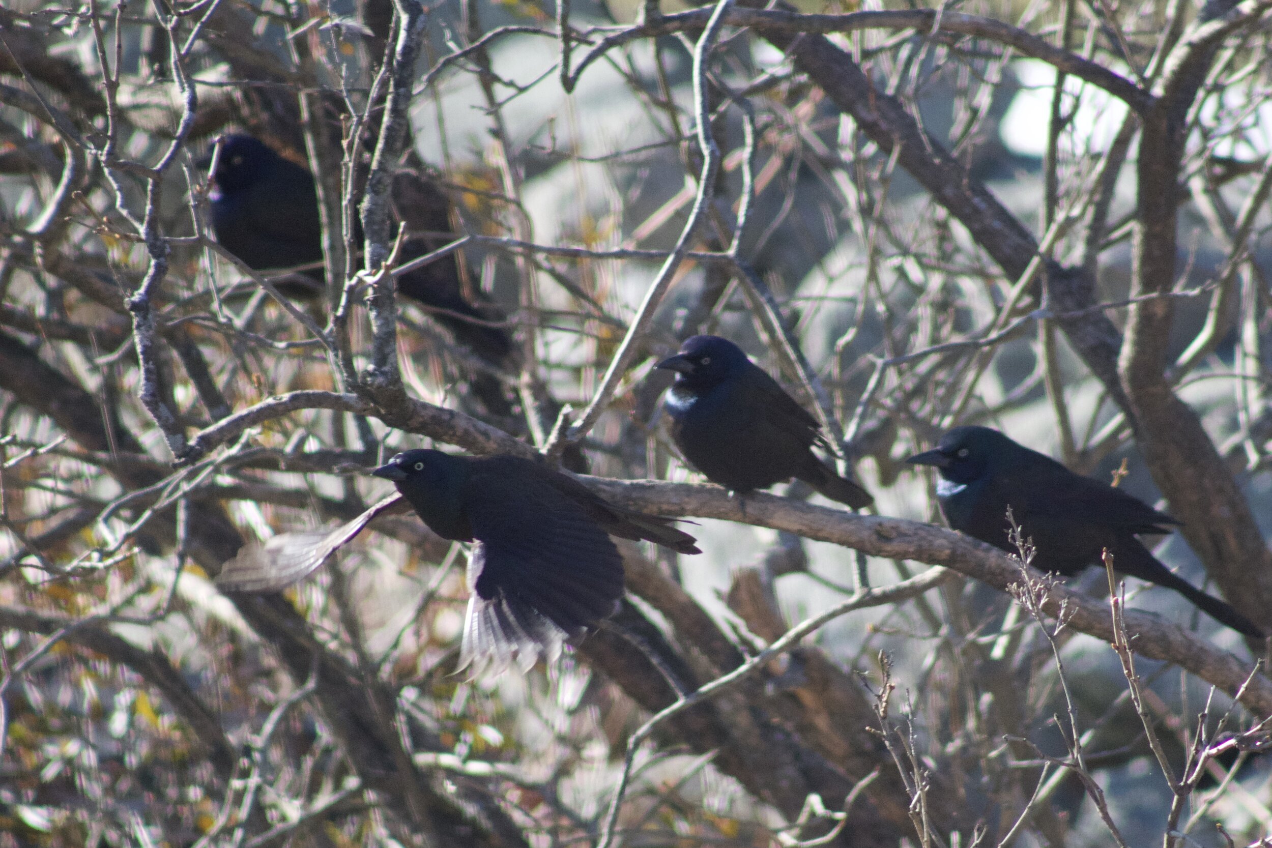 grackles