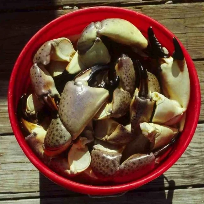 claws.jpg