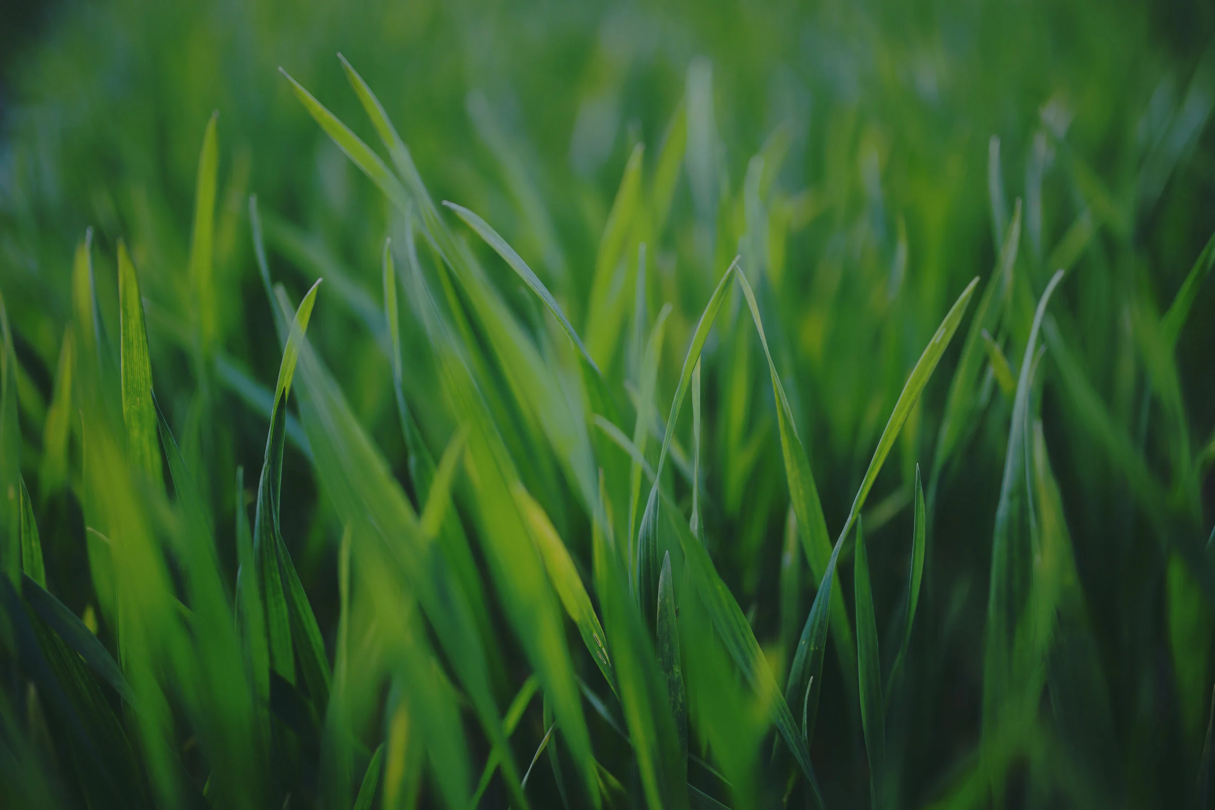 kb-seed-grass.jpg