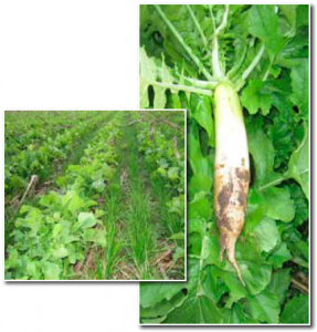 tilth-pro-nitroradish.png