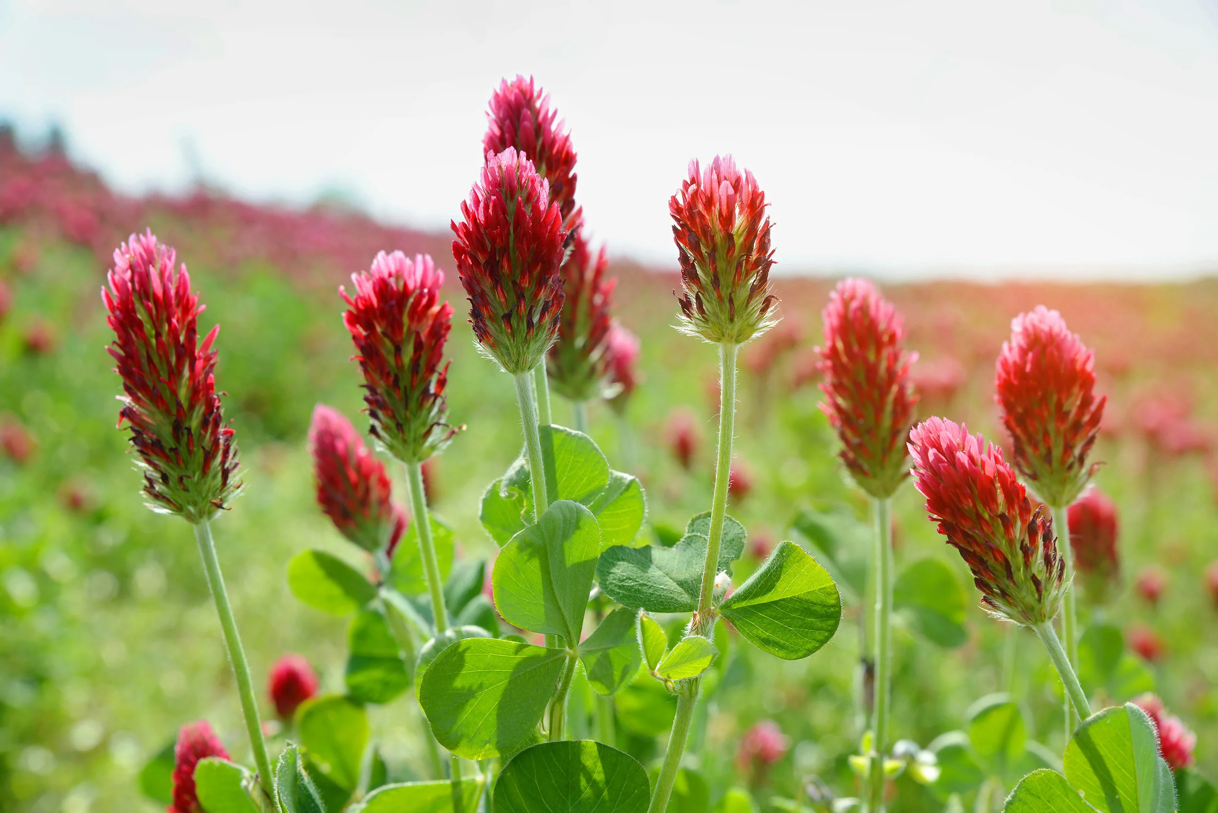 crimson-clover.jpg