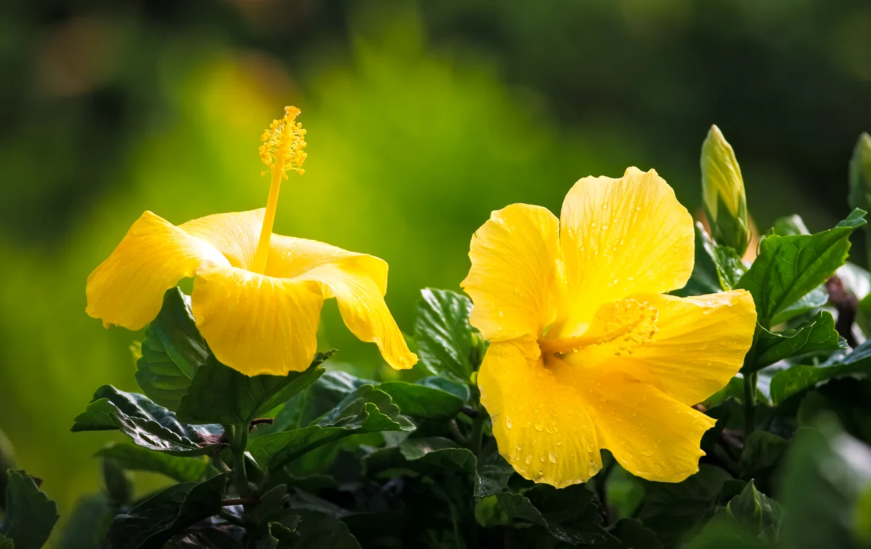 Yellow Hibiscus