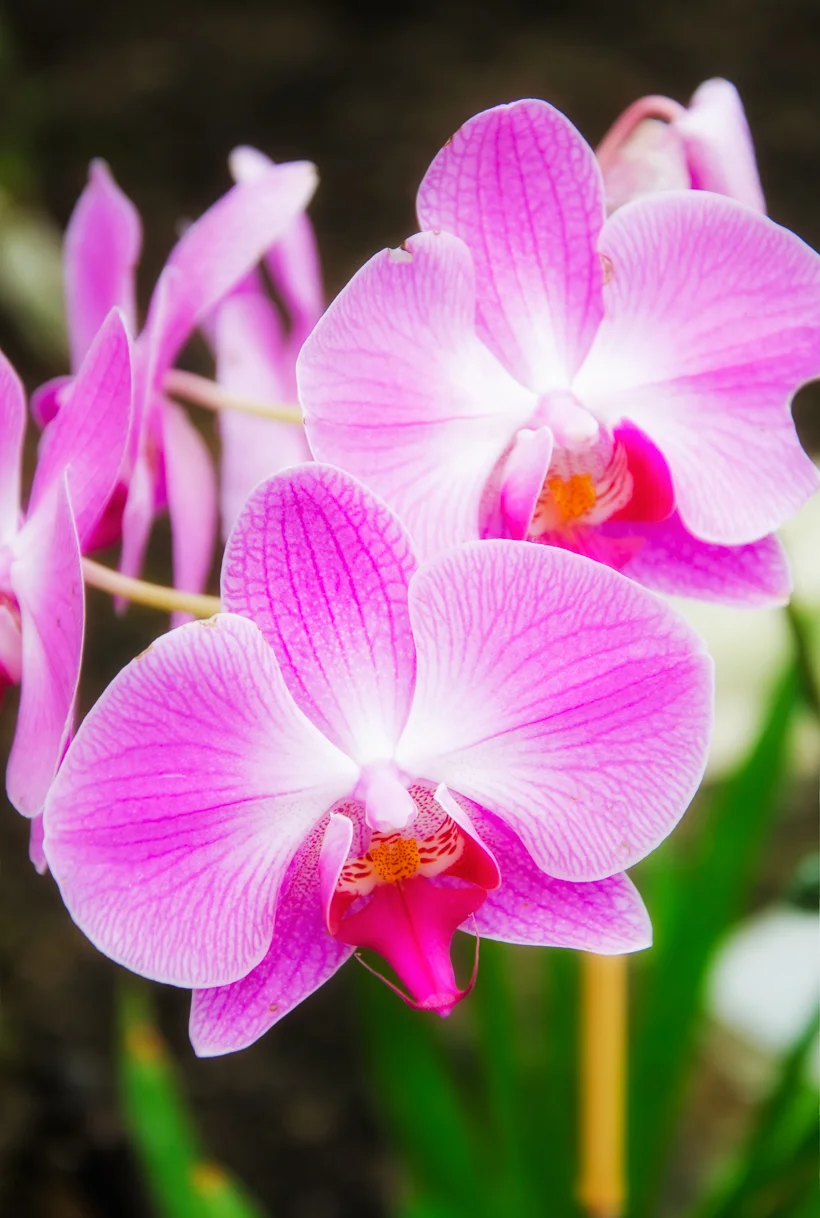 Moth Orchid