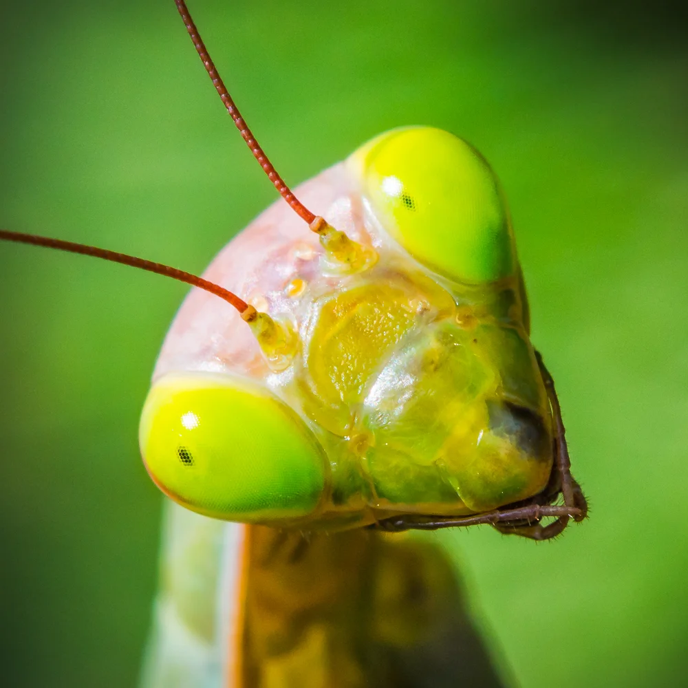 Mantis