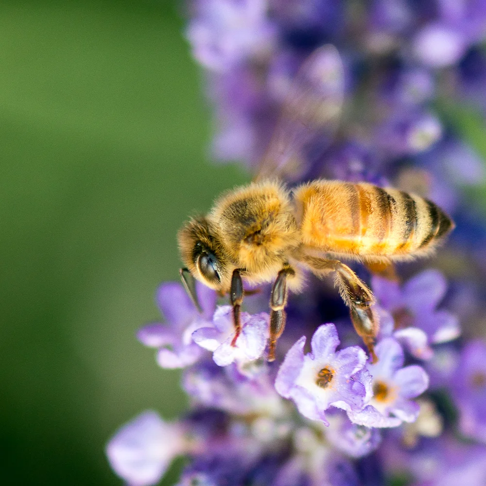Harvest Bee