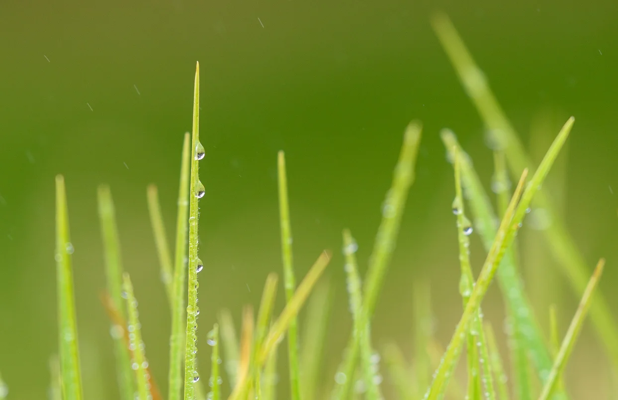 Grass