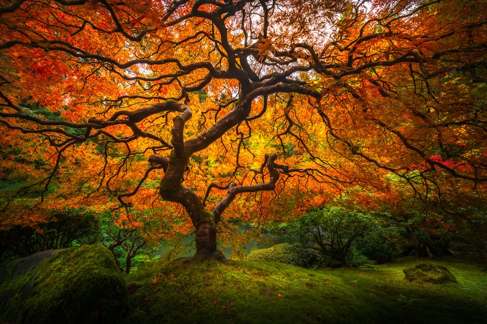 Japanese-Maple-Portland-Oregon-Garden-Tree-of-Perspective.jpg