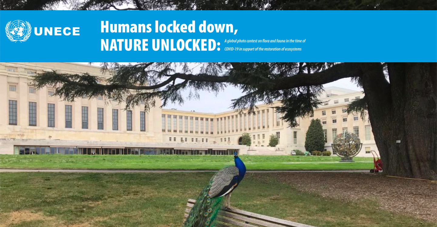 Humans Locked Down, Nature Unlocked