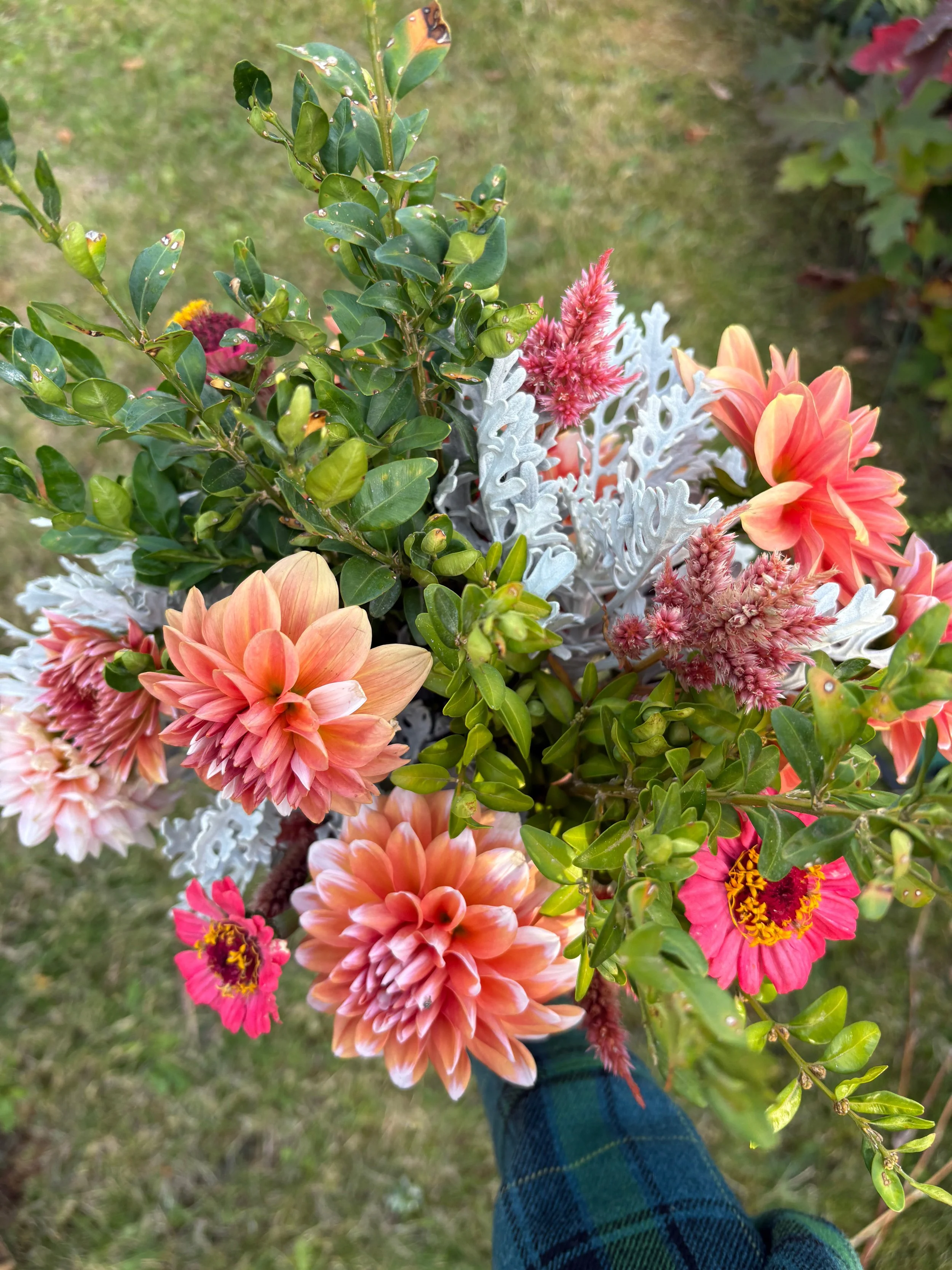 dahlias.jpg