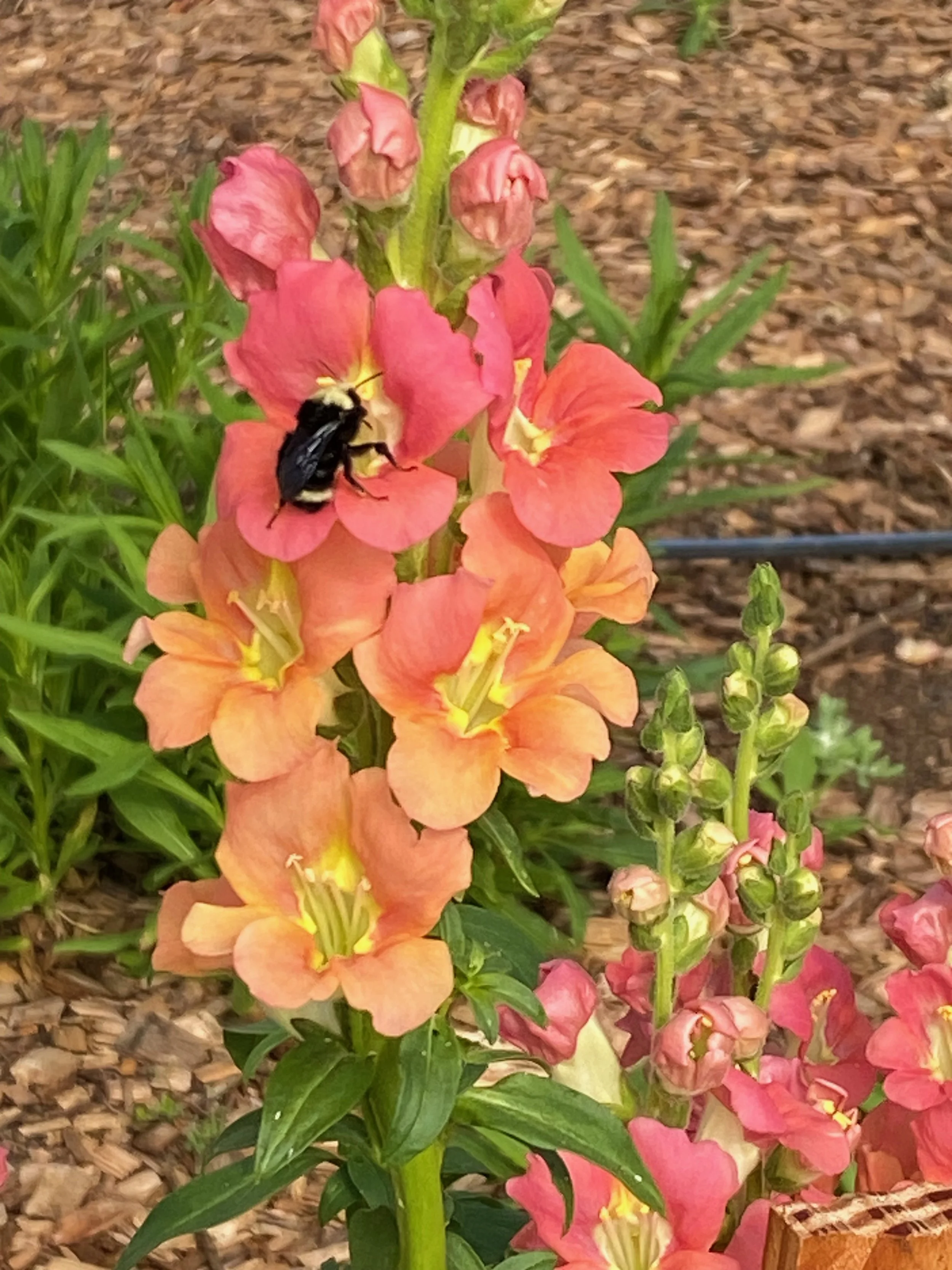 snapsAndBee.jpeg