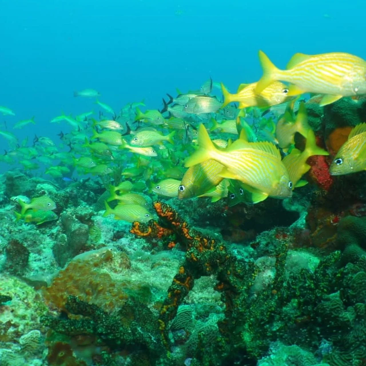 Custom STAY &amp; DIVE packages now available for 5 and 7 night stays!Contact us at info@thedivinglodge.com to book your trip🤿⚓️ Photos @jose.nanni 😎 #divinglodgedowntown #puertomorelos #customscubadiving #puertomorelosdiving #rivieramayamexico #th
