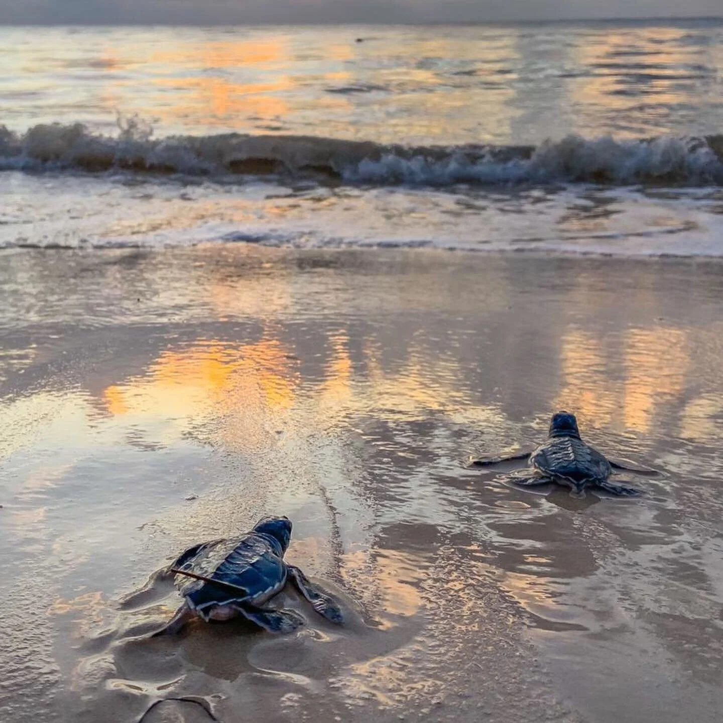 Help protect the baby turtles during hatching season. 